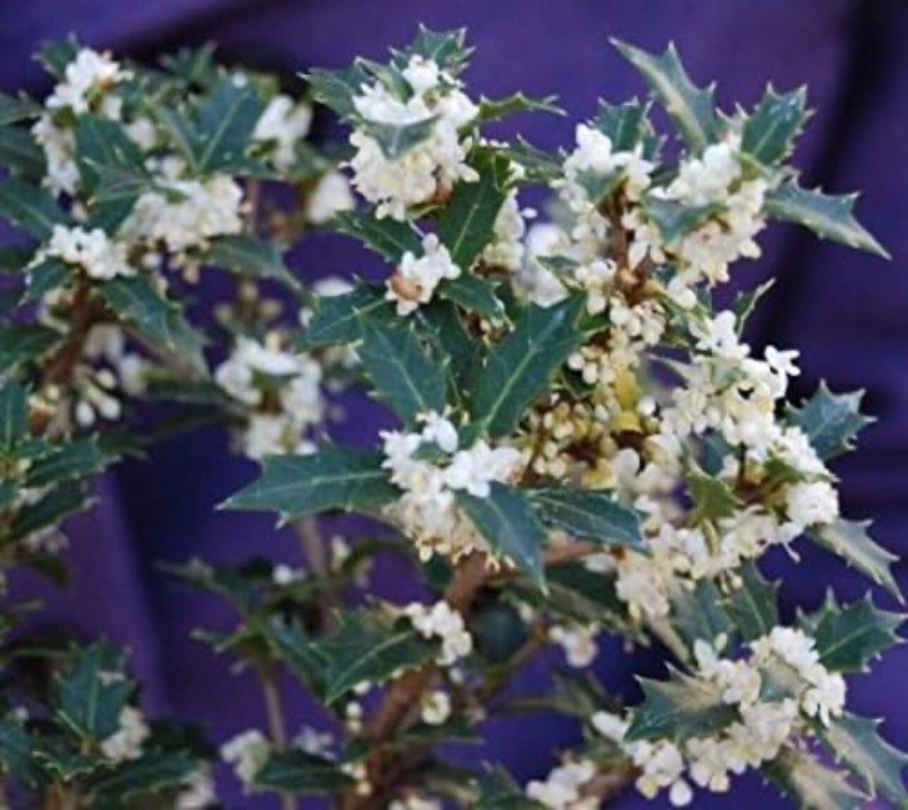 Party Princess ‘Kaori Hime’ Fragrant Sweet Tea Olive Osmanthus fragrans-STARTER