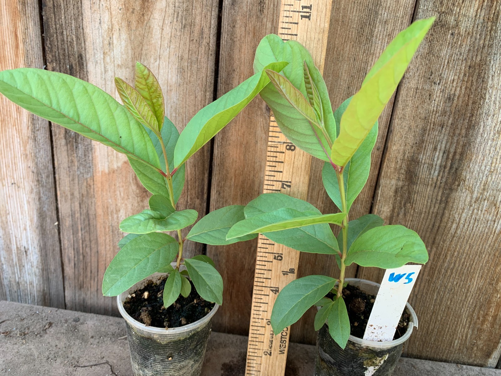 1 Asian Cream White Tropical Guava Fruit Tree Psidium Guajava Tree App 14″