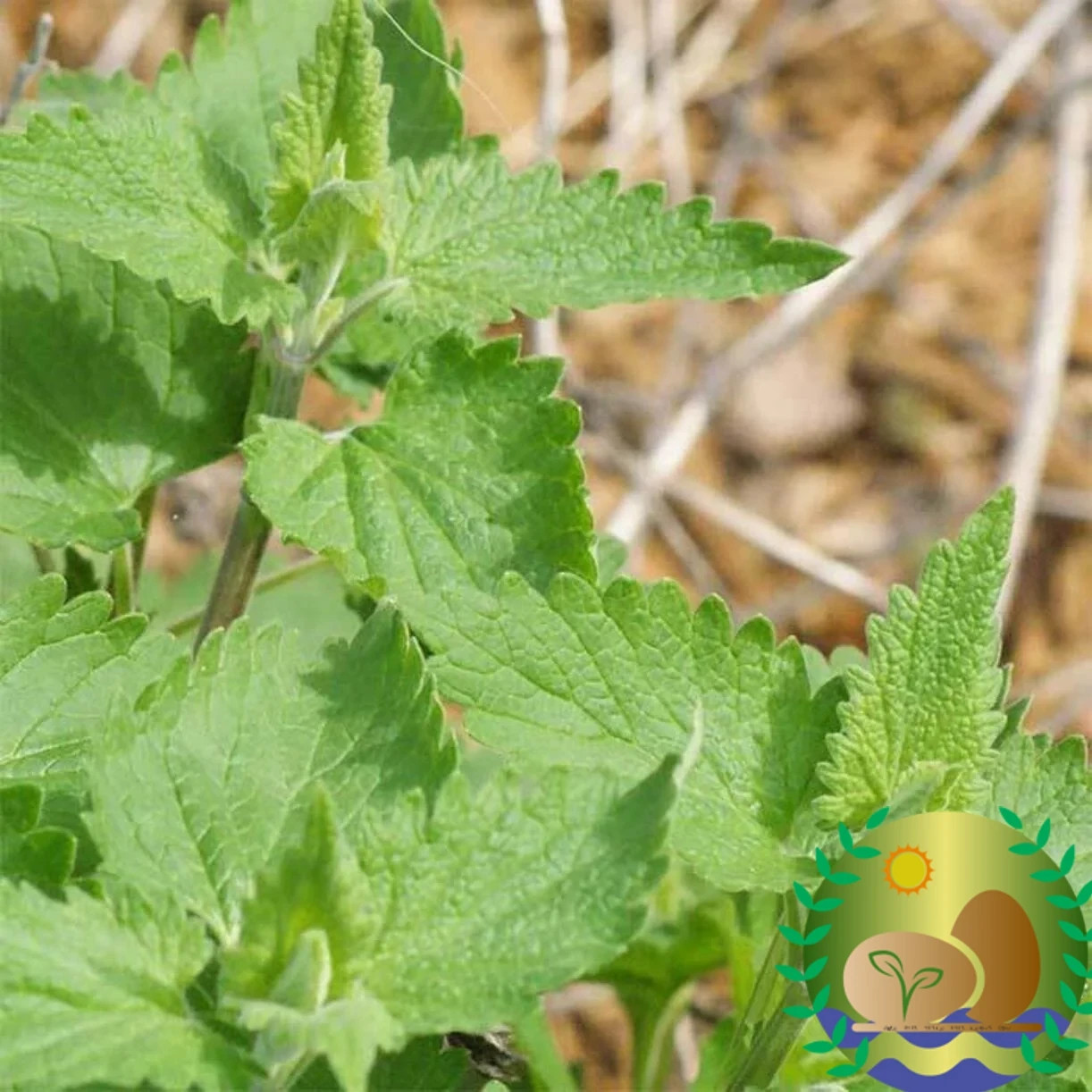 Catnip Seeds | NON-GMO | Heirloom | FREE SHIPPING