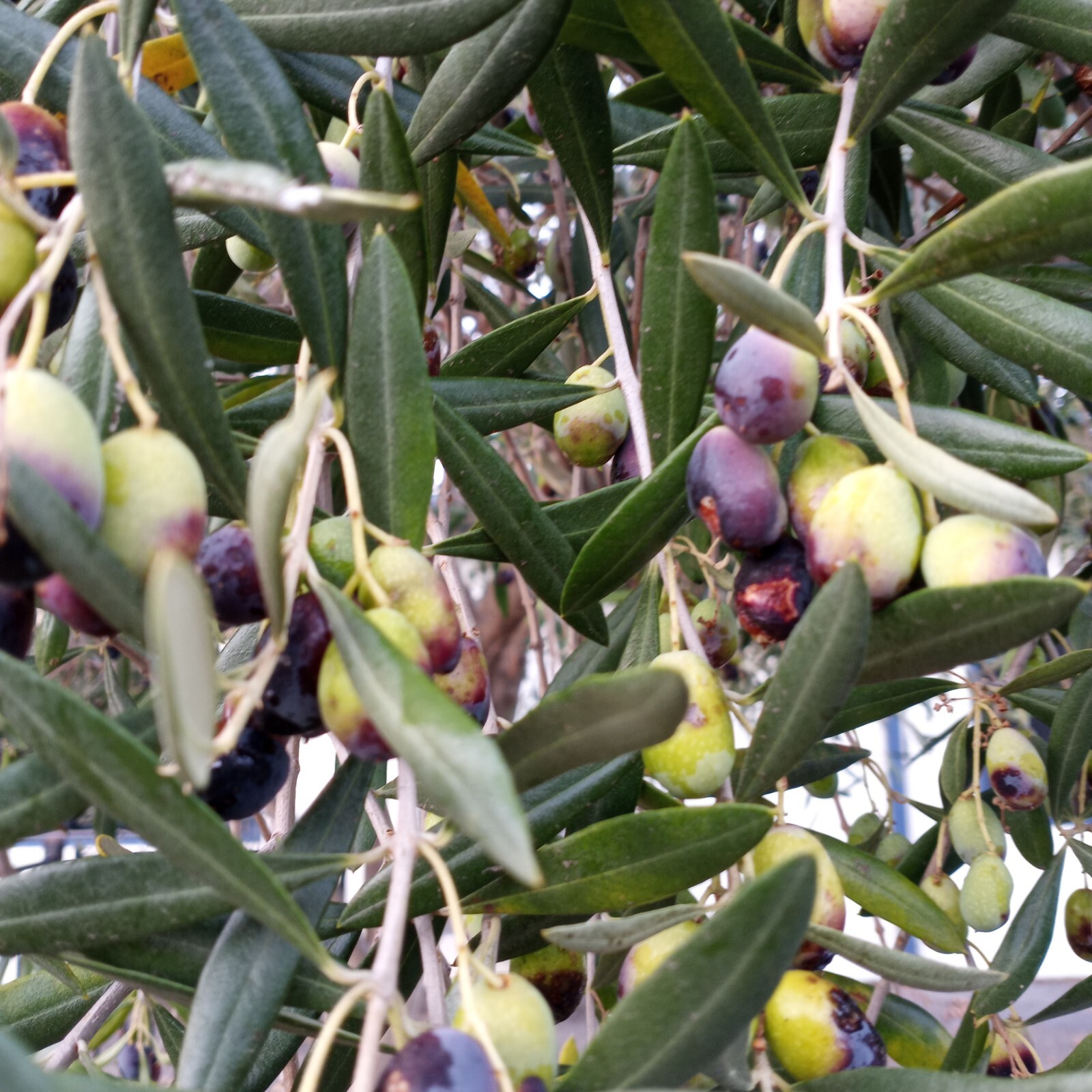 15 CANINO OLIVE TREE SEEDS (Olea europaea) European Common Edible Fruit Plant