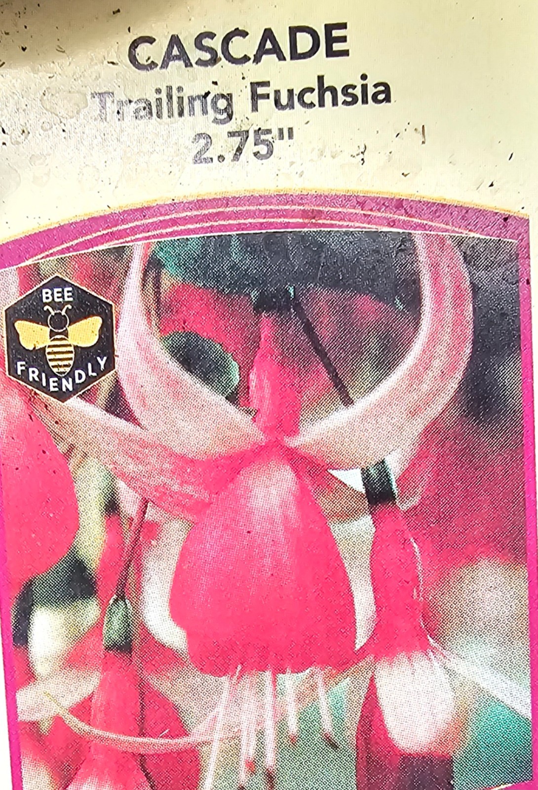 3-pack choice LIVE FUCHSIA PLANT GROWING IN 6″ POT, choose from 15+ varieties