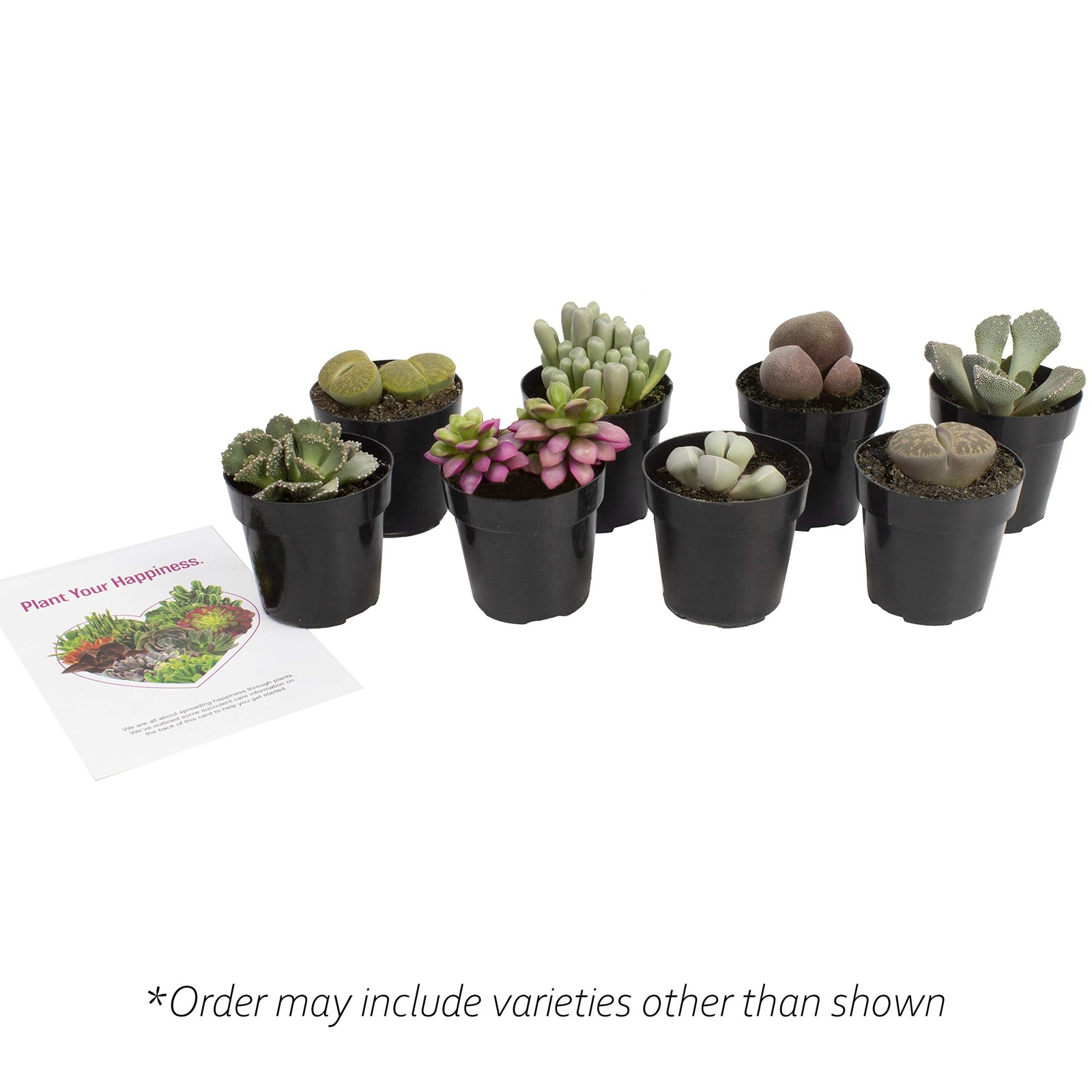 Altman Plants Assorted Succulents Mimicry Collection 2.5 8 Pack Assorted Live