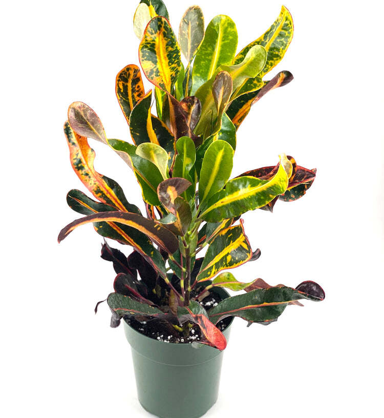Croton Plant Codiaeum Variegatum Mammy Red 2 In – 2 Gal Pot 4-27″ Overall Height