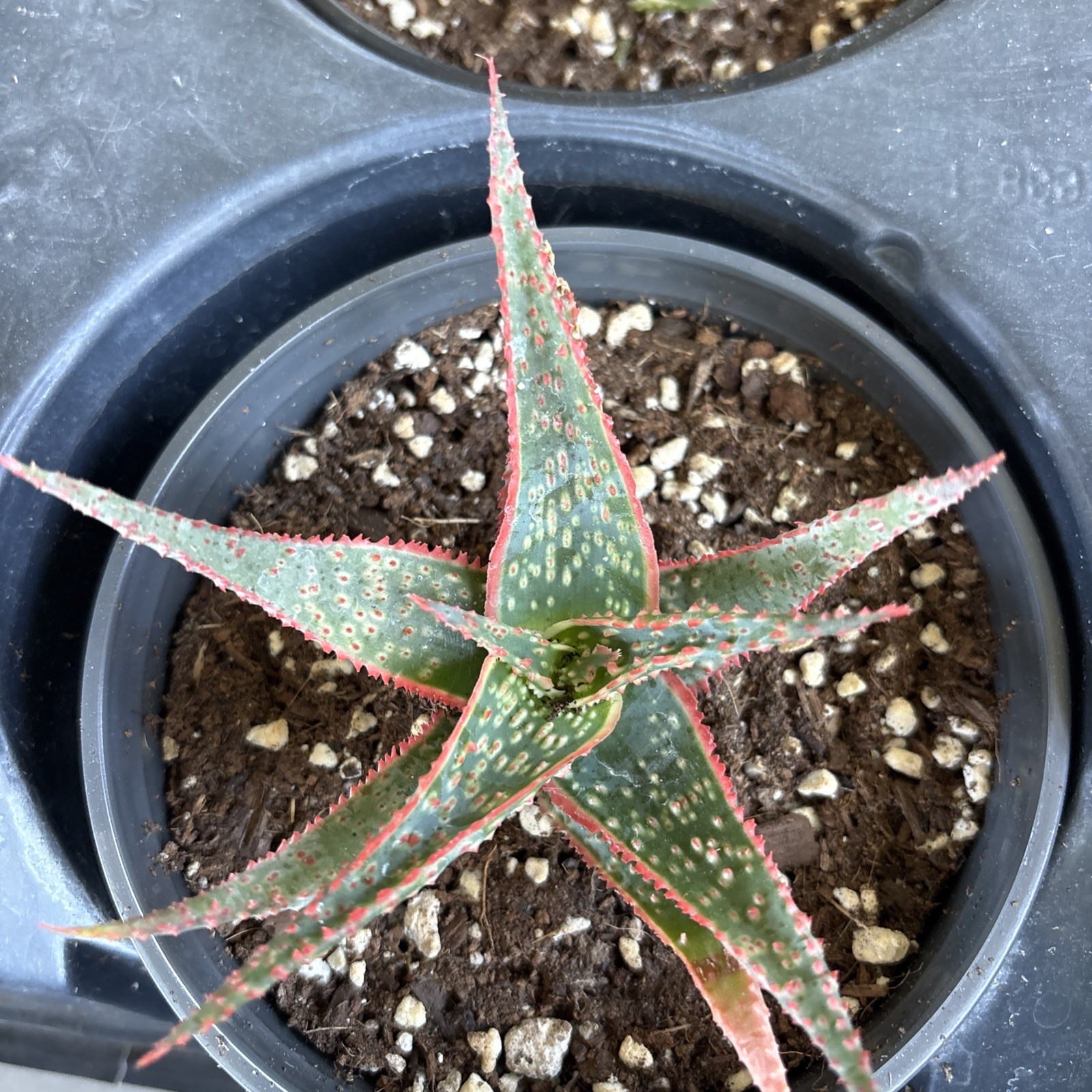 Aloe cultivar CORAL FIRE, exotic hybrid rare blue red color succulent plant 6in