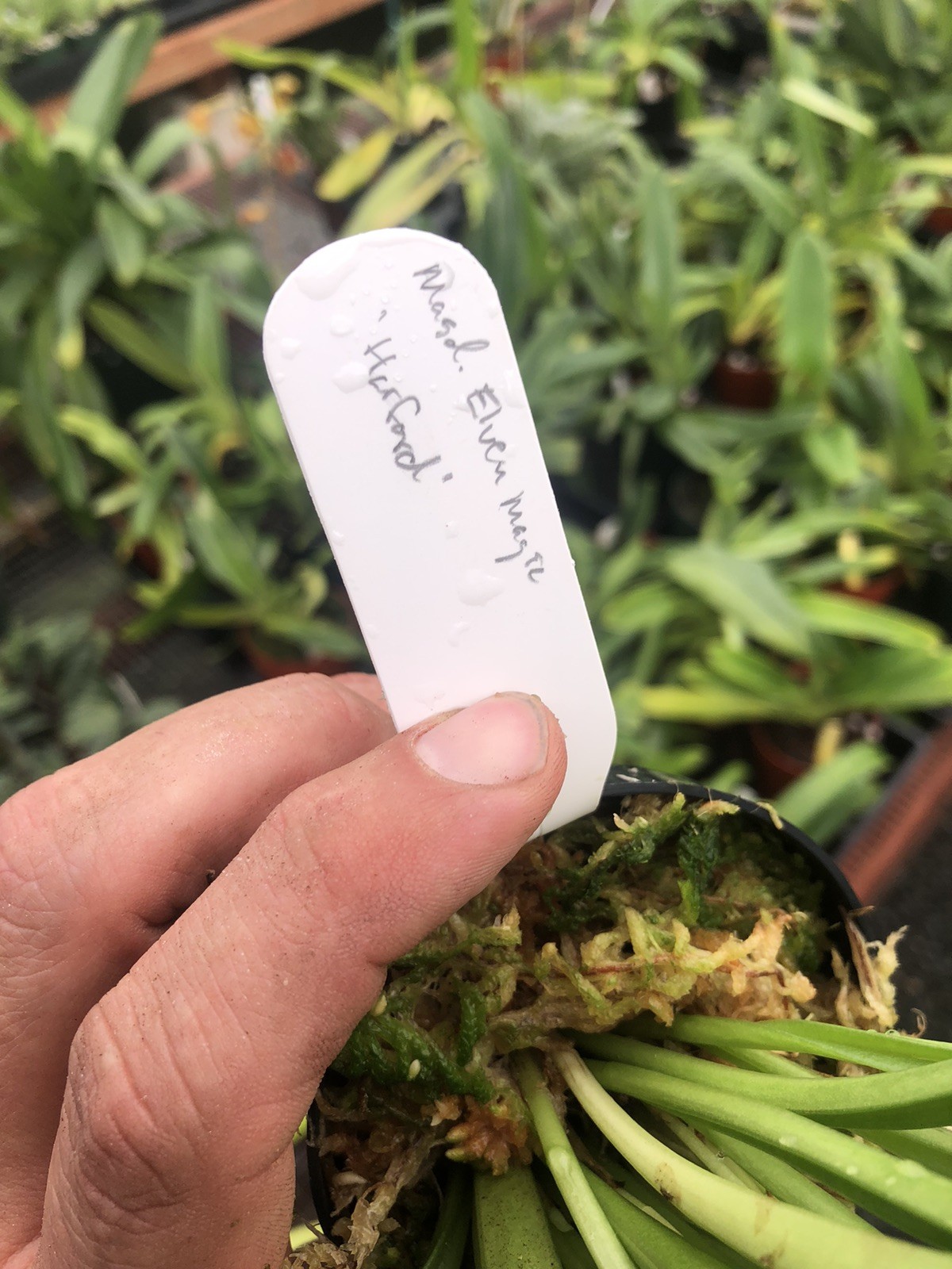 Masdevallia Elven Magic ‘Harford’ Easy Grower