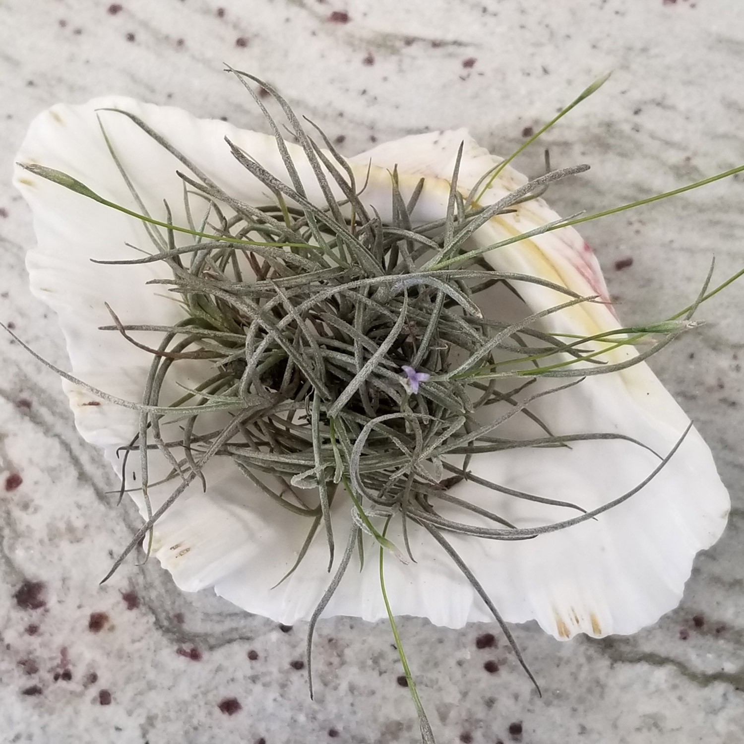 Live Air Plants (6 Pack) Tillandsia Recurvata – Texas Ball Moss – Small Ballmoss