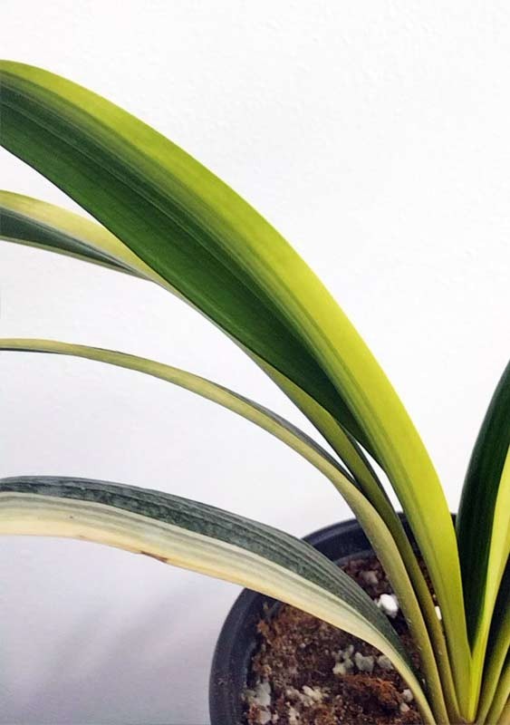 Variegated Clivia 君子兰 彩兰 黑武士 Black Warrior Mandarin Duck with pot