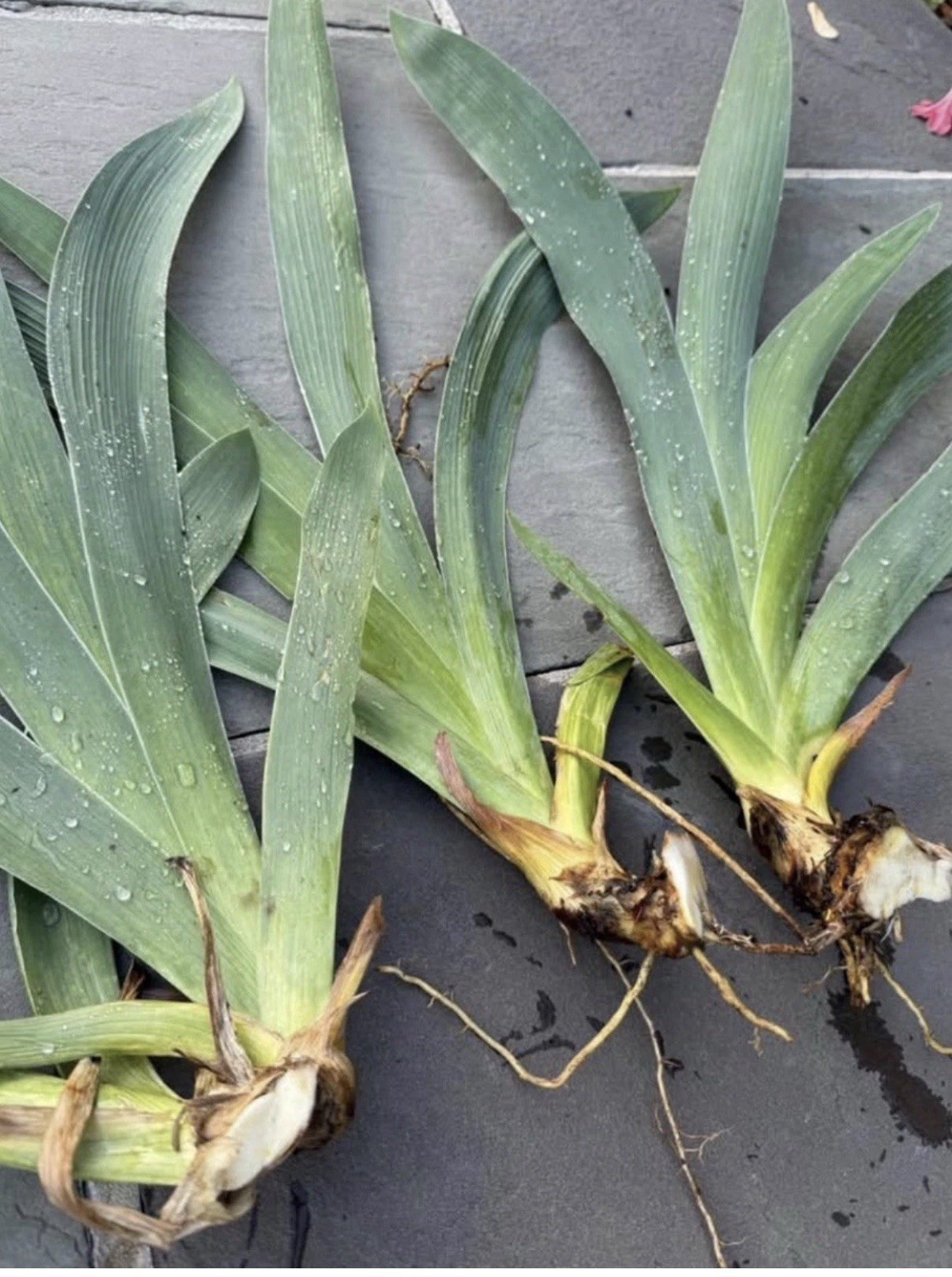 Fiery Temper BEARDED IRIS – Fresh Dug Rhizome