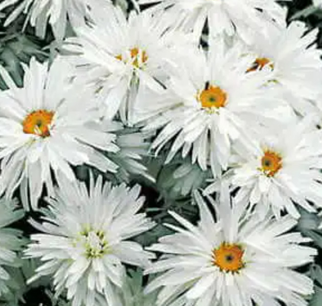 Daisy CRAZY DAISY Shasta Unique Frilly Flowers White Perennial Non-GMO 100 Seeds