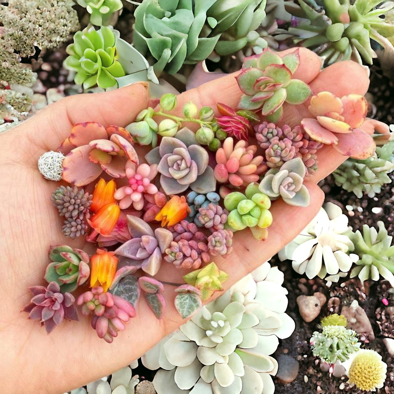 200pcs Rare Mixed Succulent Seeds – Beautiful and Colorful Collection