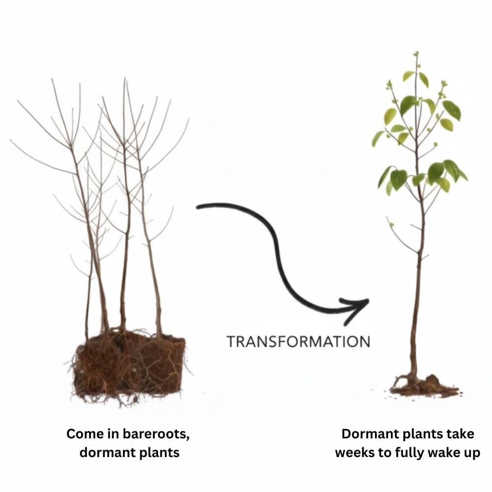 4 Burning Bush Rooted Cuttings Live, 8-12 Inches Tall Shrubs