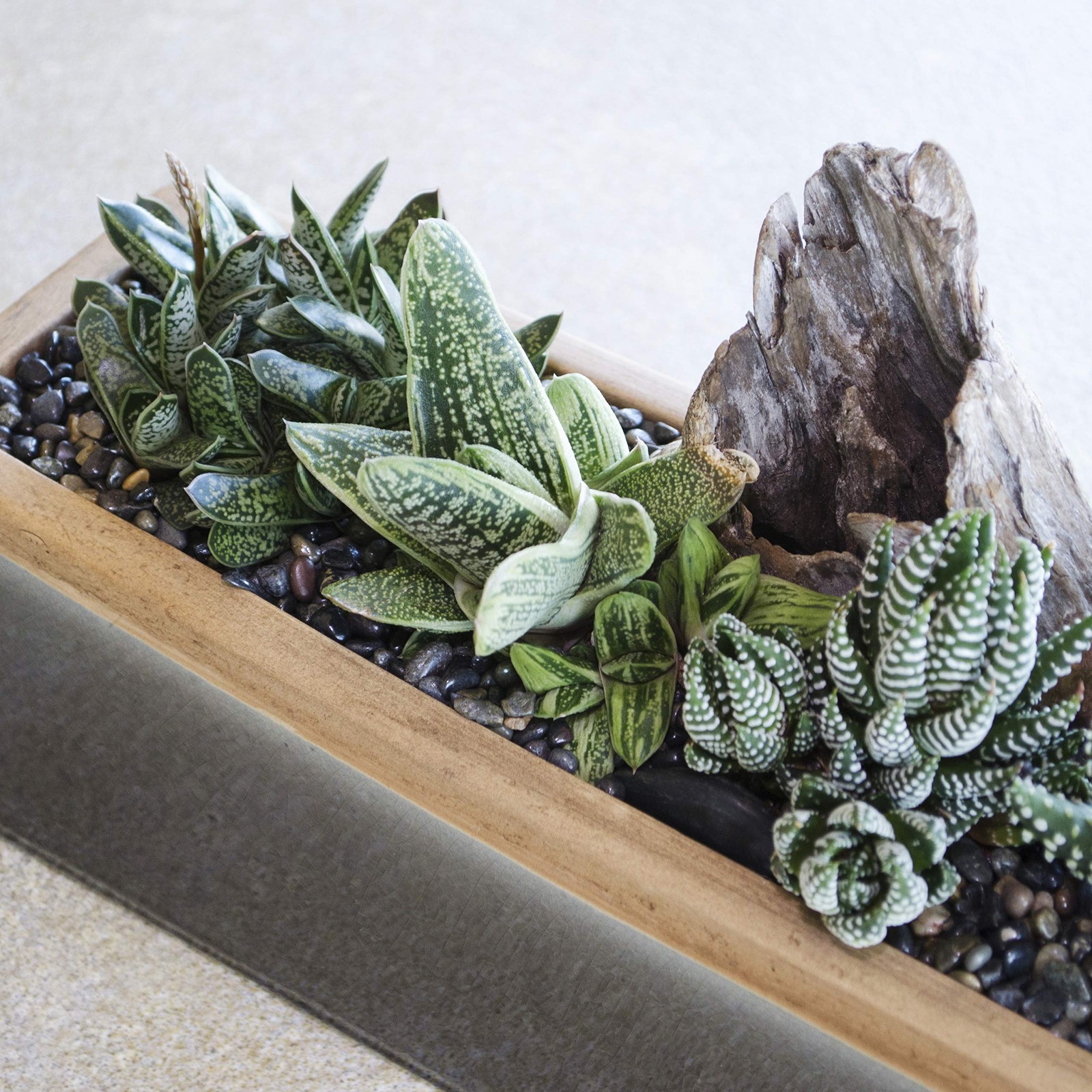 , Live Succulents Plants Live Window Plants (8PK), Live Indoor Plants Live Ho…