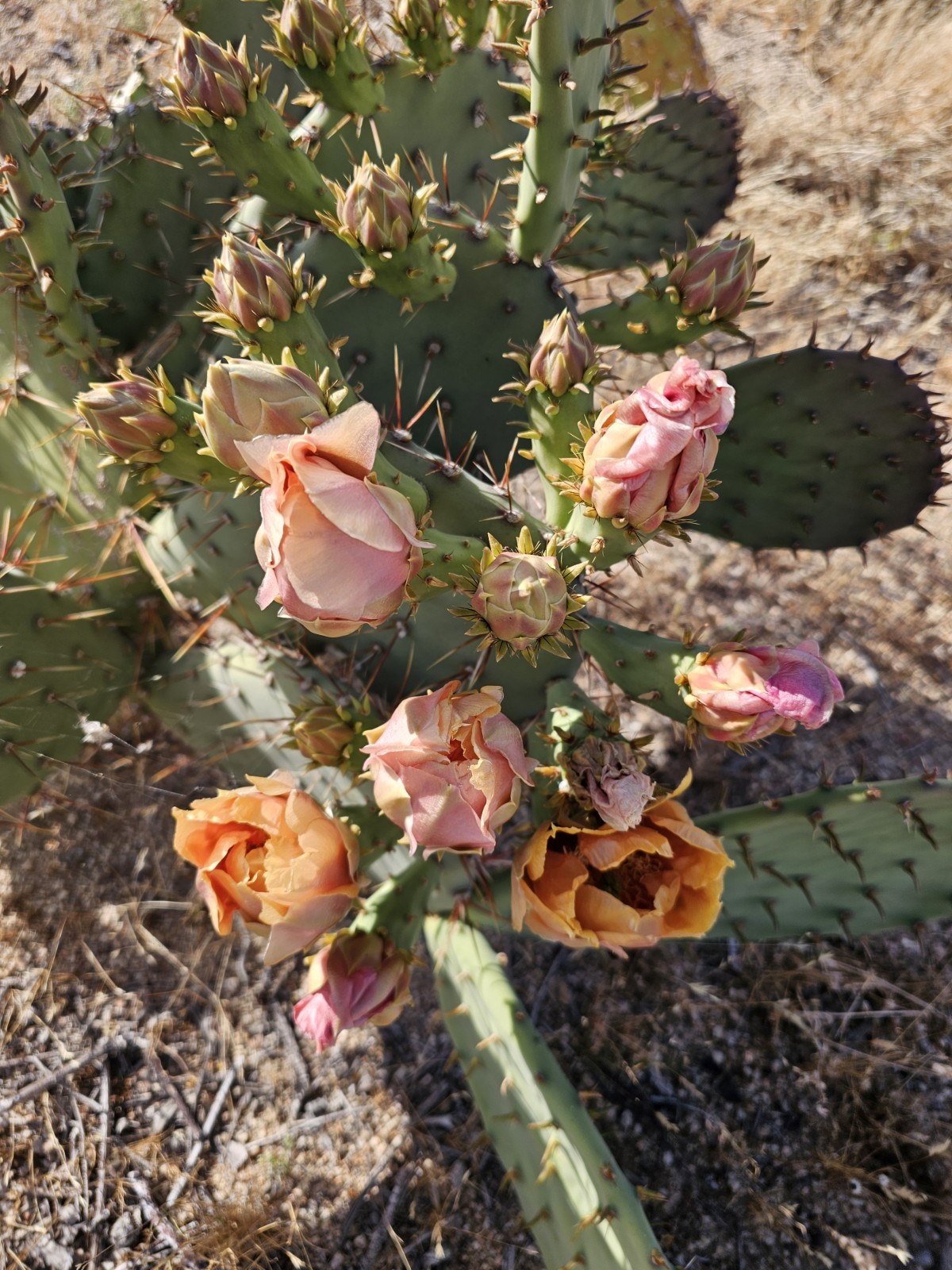 Opuntia Littoralis, Coastal Prickly Pear; 2 pads 4-7″ tall