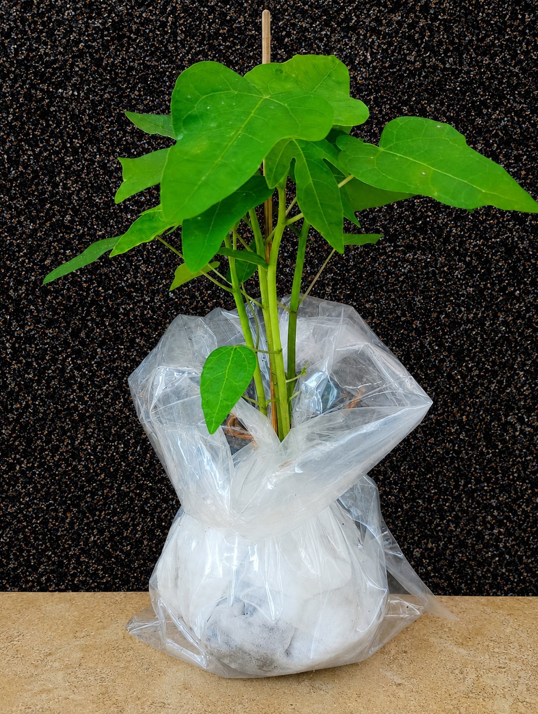 Red Lady Dwarf Papaya Starts BUY4 GET2 FREE 6″+ Organically Grown From Florida