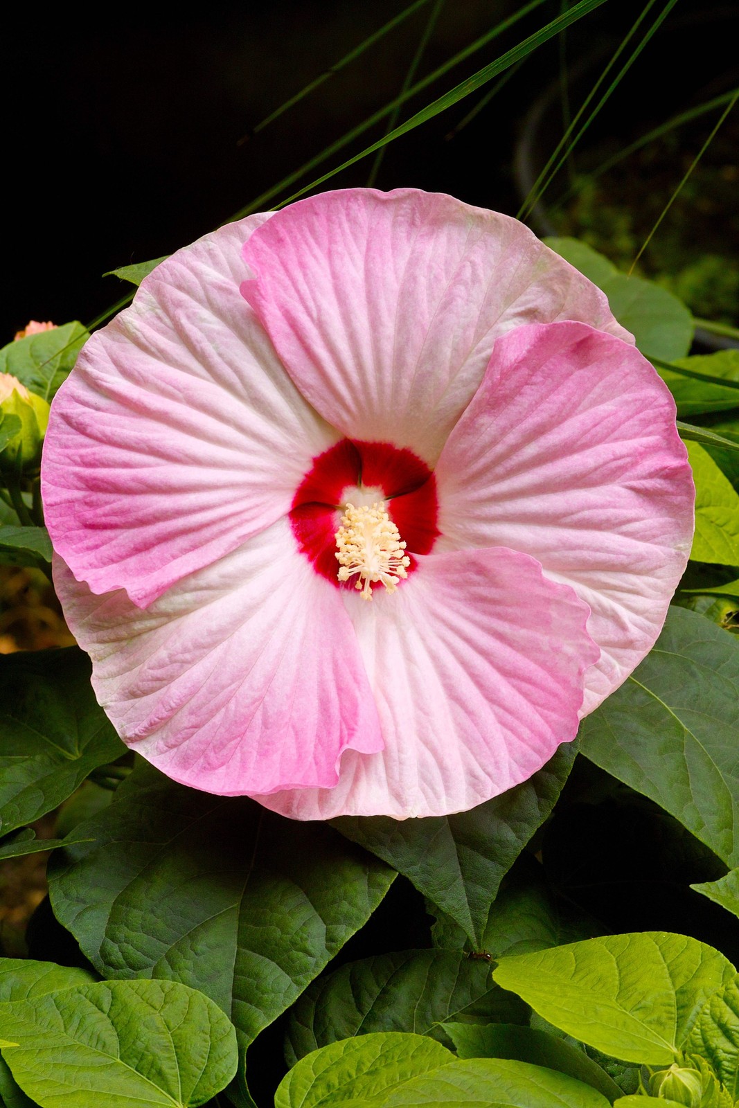 25 MIXED LUNA HIBISCUS Moscheutos Hardy Red, Hot Pink, Pink & White Swirl Seeds