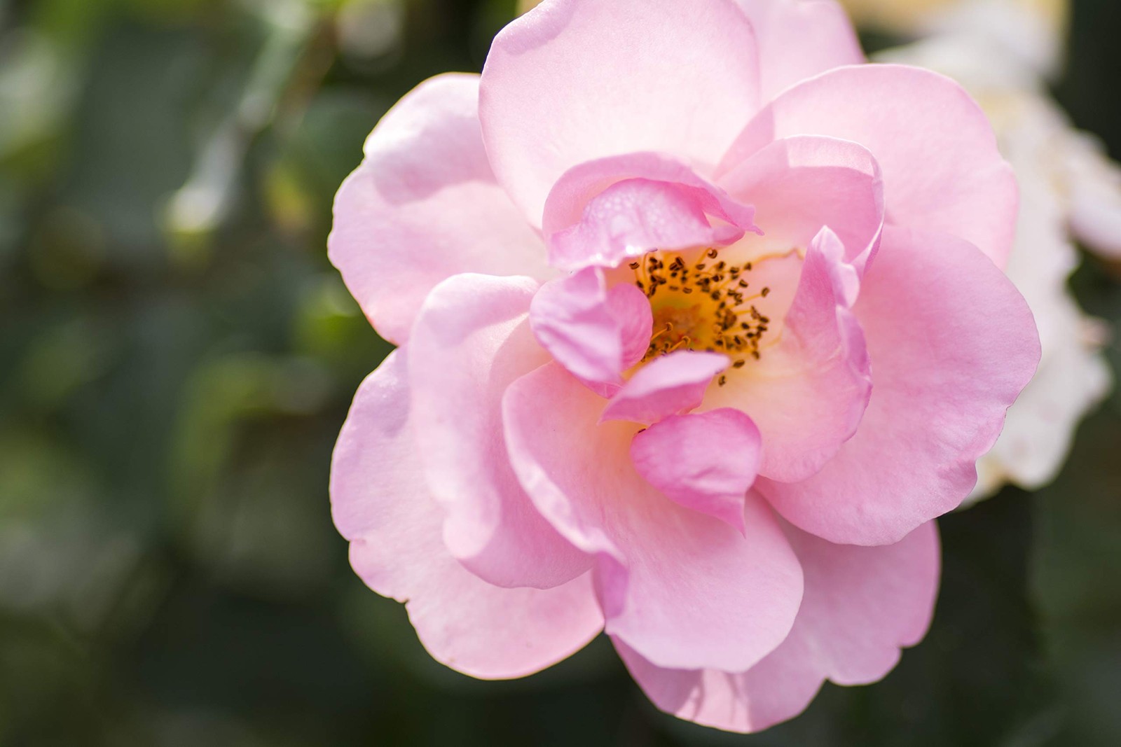 Green Promise Farms Korospchk Rosa Peachy Knock 3-Size Container Peach Flowers