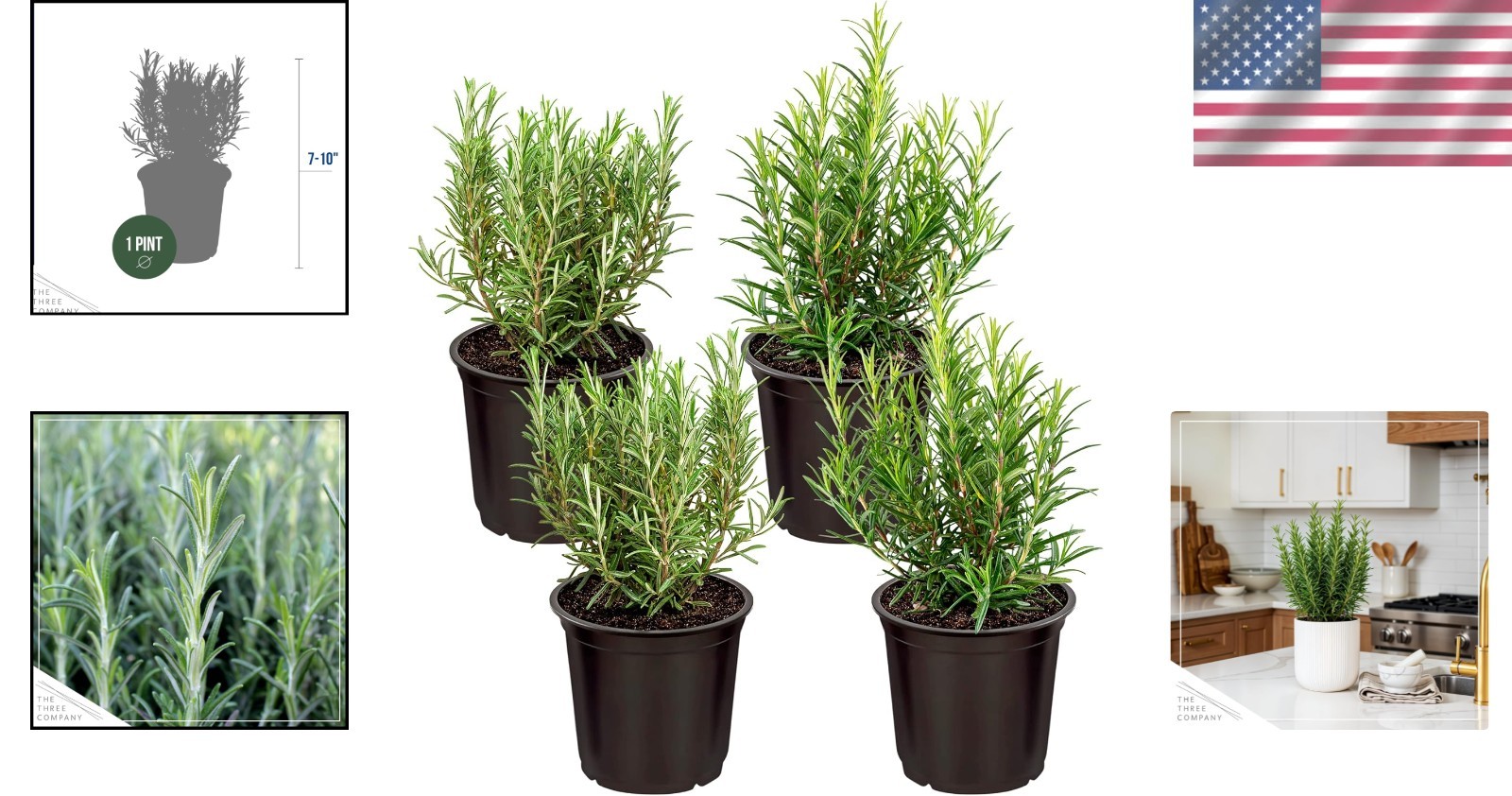 Fresh Rosemary Set of 4 – Aromatic Edible Herbs for Cooking and Air Quality