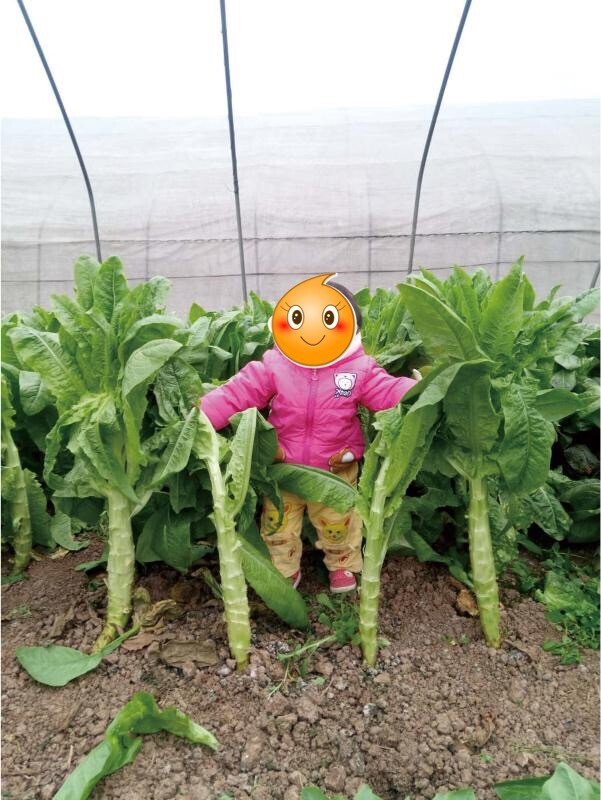 200+Organic Celtuce Seeds 莴笋种子2023年新种子