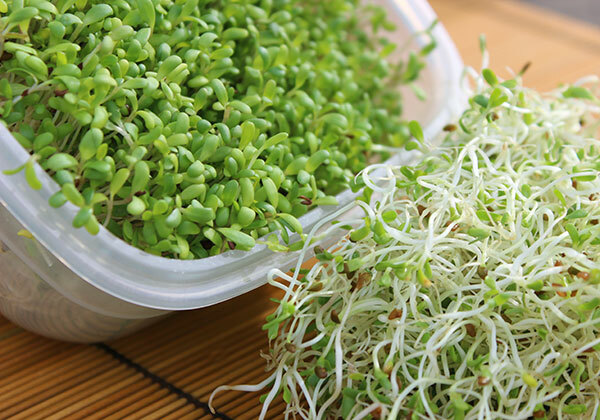 ORGANIC ALFALFA SPROUTING SEEDS – GROW SPROUTS, 16 OZ 200,000 count