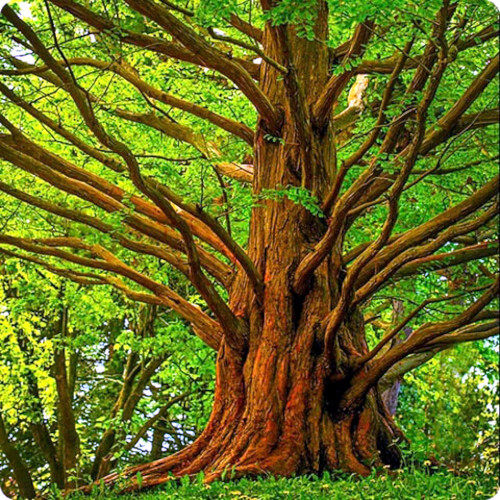 Dawn Redwood Tree Seeds (Metasequoia glyptostroboides) Fast Hardy Bonsai Plant
