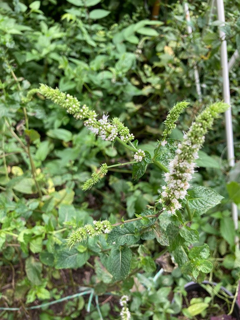 * Green Spearmint * 100 + SEEDS USA Home Grown