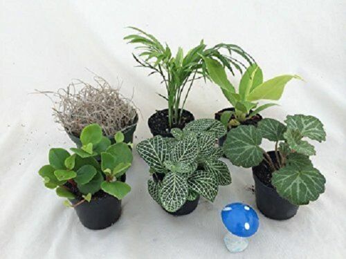 5 LIVE Plants Assorted Varieties in Starter Pots ~ SHIPS FREE!!!