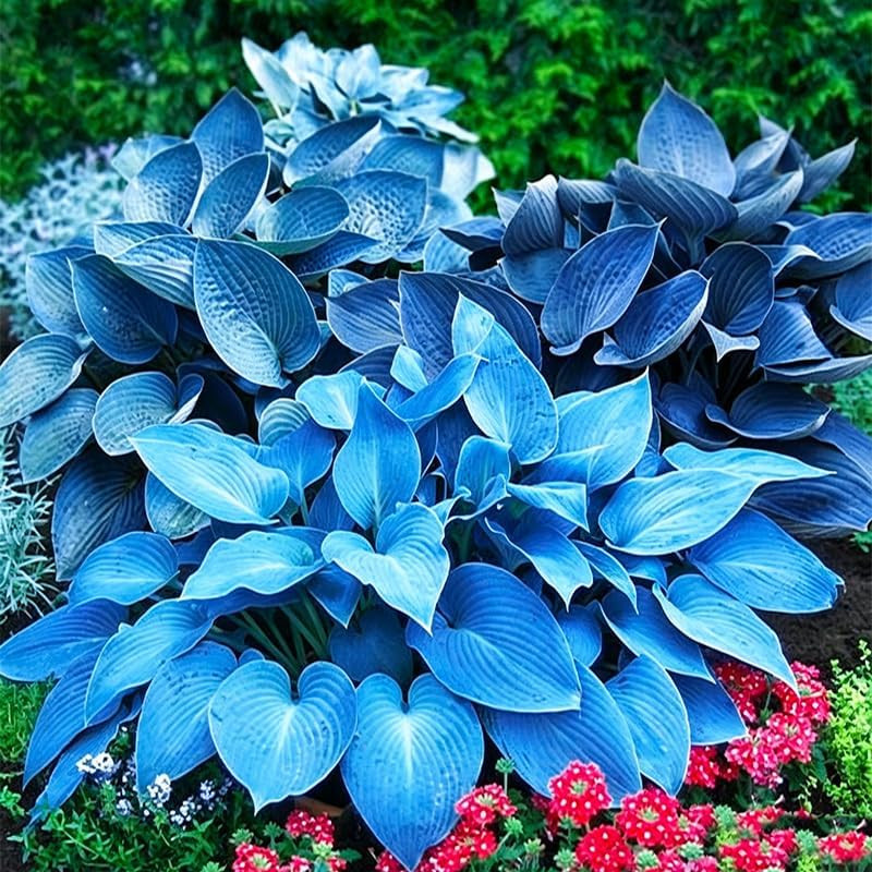 175Pcs Mix Hosta Seeds for Planting – Perennial Shade-Loving Flowers