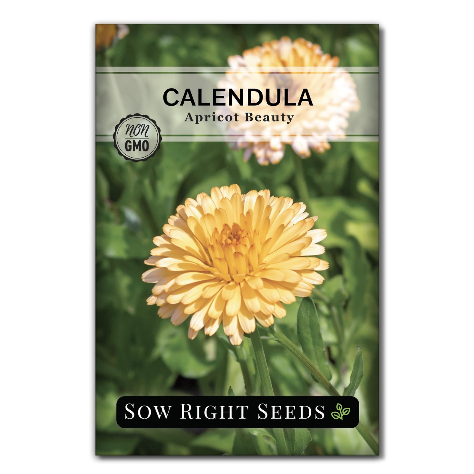 Sow Right Seeds – Apricot Beauty Calendula for Planting – 1, orange