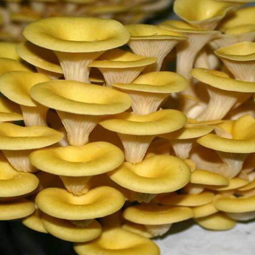 Seeds Mushroom Oyster Lemon Mycelium Spores Organic Non GMO Ukraine