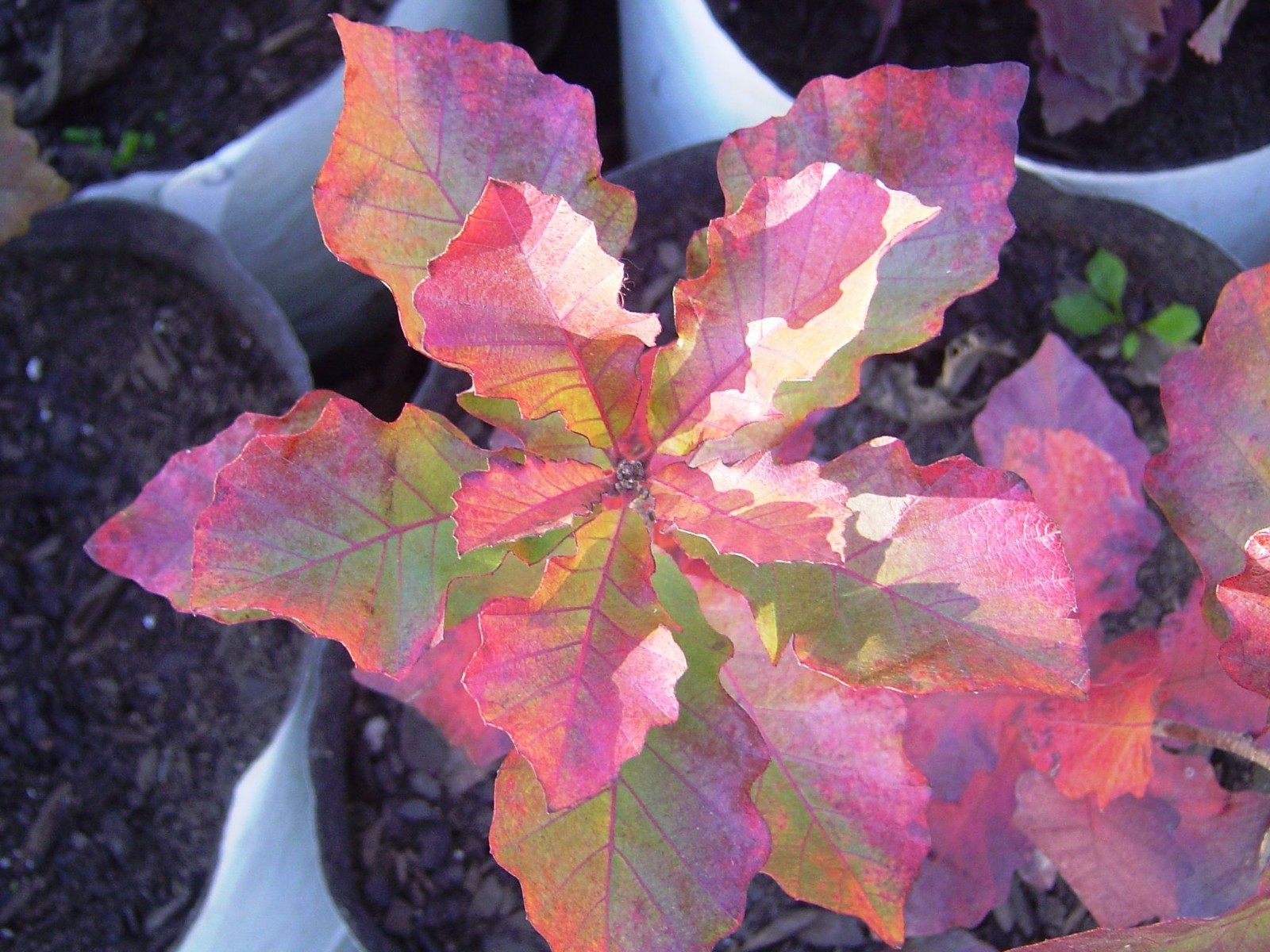 1 Dwarf Chinkapin Seedling Quercus prinoides 6″ + Attracts Wildlife One