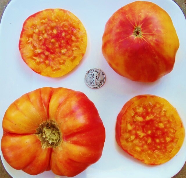 Mrtomatohead’s Top Ten 10, +25 Seed packets of my all time favorites! Will sub