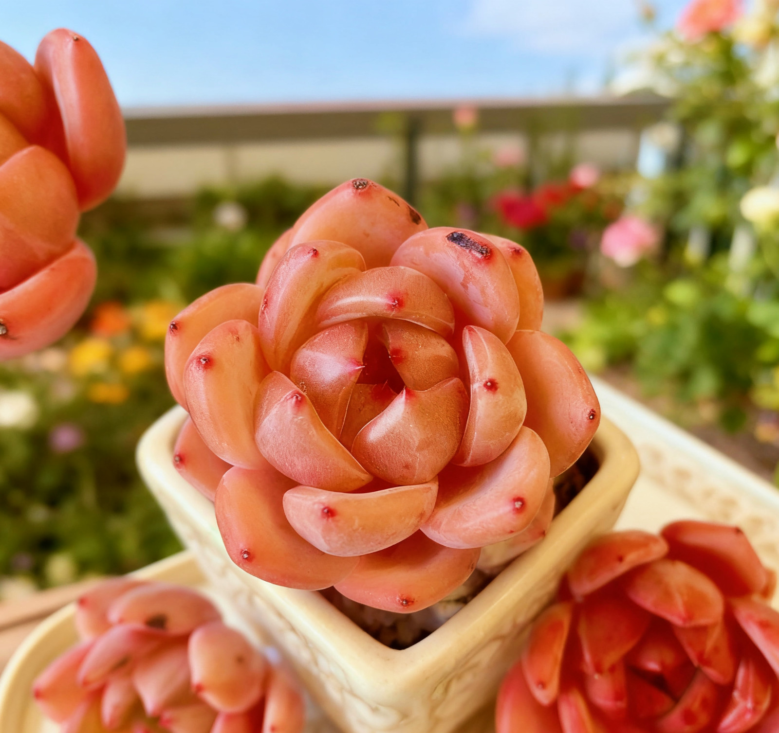 Echeveria Red Wine Champagne Succulents Plants Live, Bare root without soil pot,