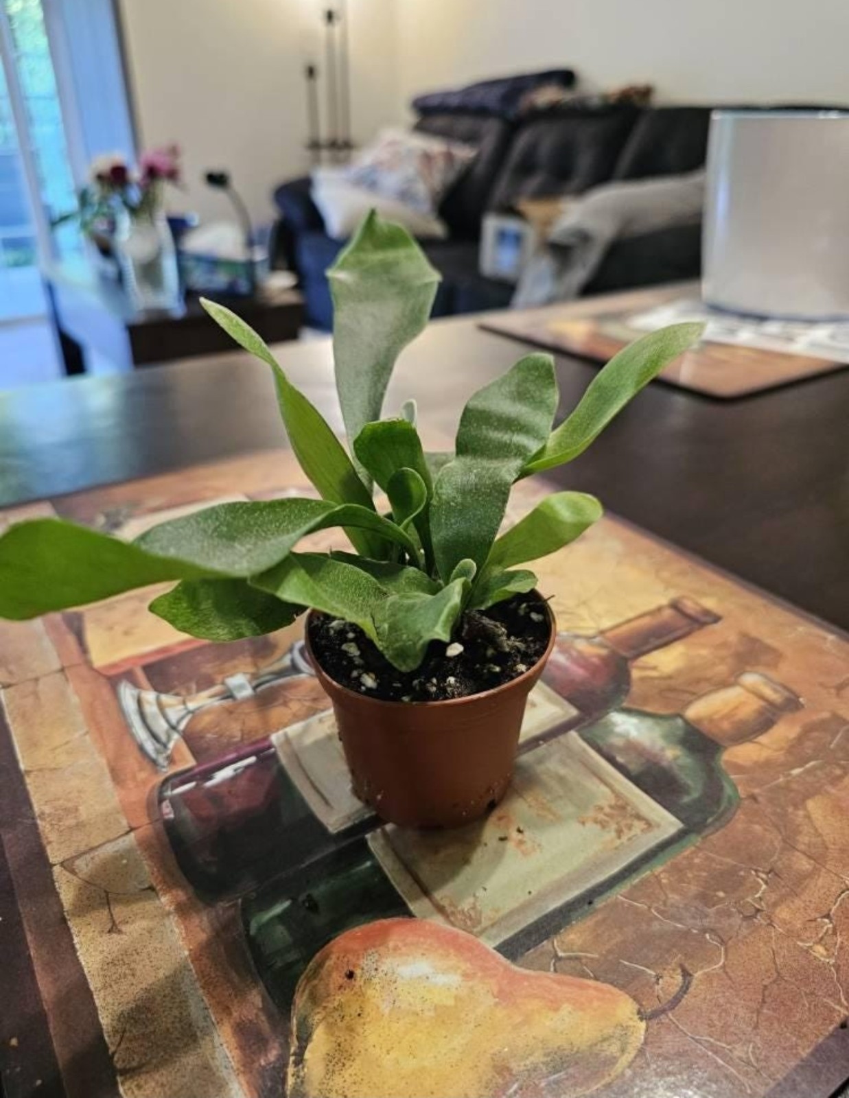 Staghorn Fern | 4in pot
