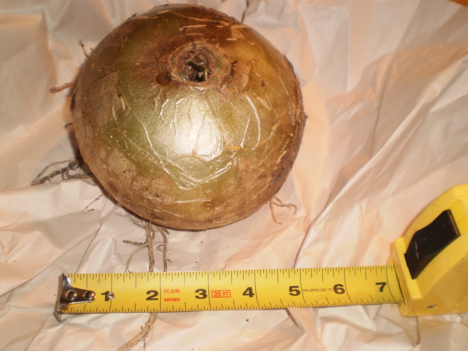 Plant: 50 yr. old bulb “Bowiea volubilis”, aka “Climbing onion” or ‘zulu onion’
