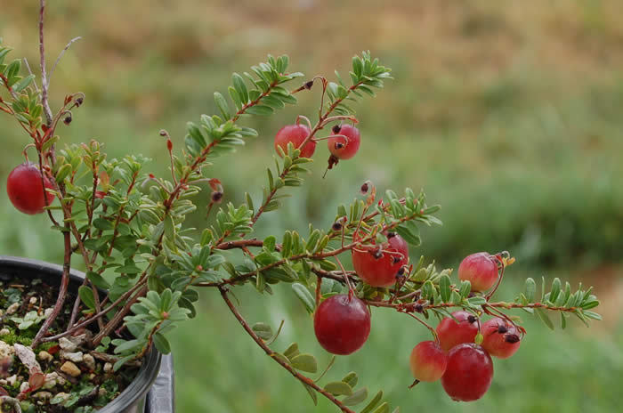 American Cranberry, Vaccinium macrocarpon, Seeds (Edible, Hardy, Fall Color)