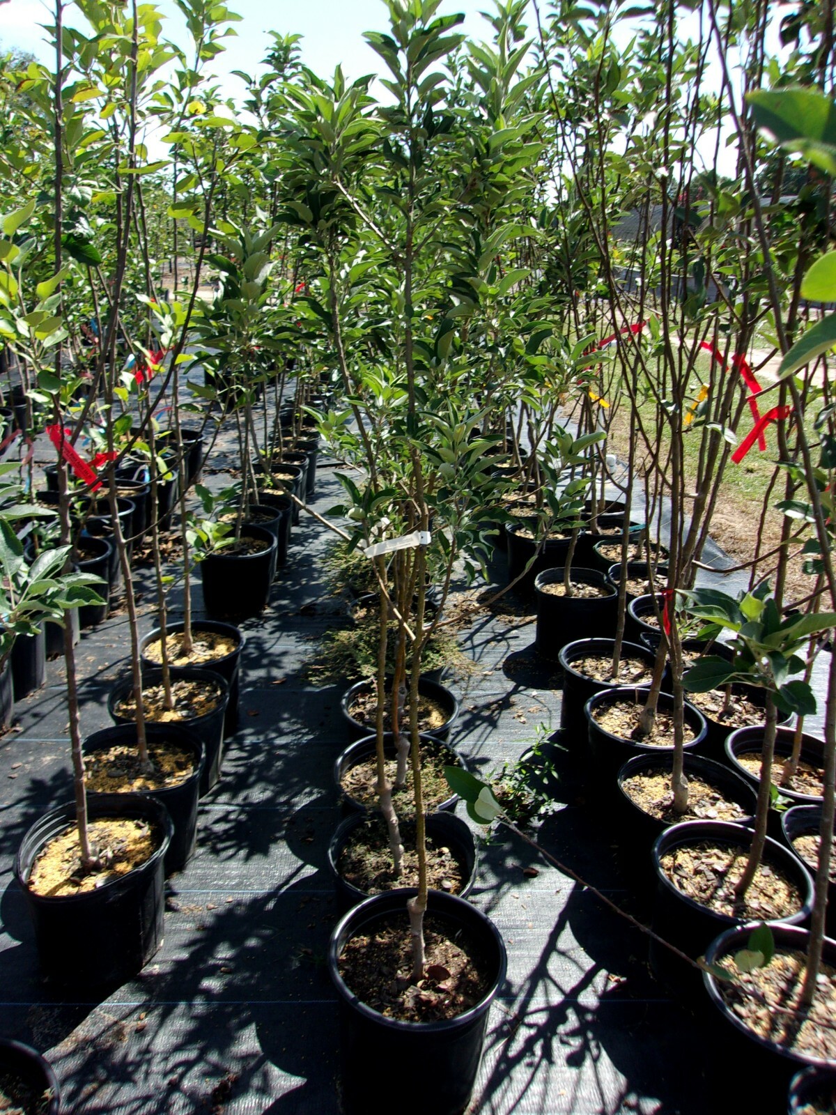 Ambrosia Apple Fruit Tree 4′-6′ Live Trees Plant Sweet Juicy Apples Home Orchard