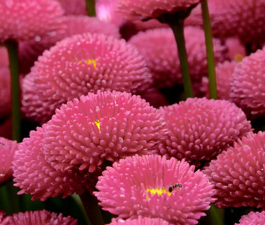 ENGLISH DAISY ROSE Bellis Perennis Super Enorma – 1,000 Bulk Seeds