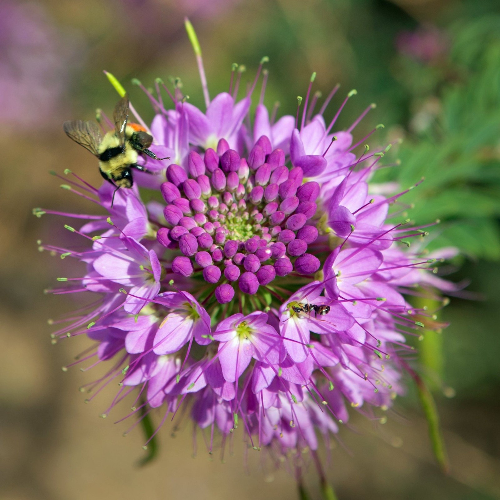Rocky Mountain Bee Plant Seeds, Cleome serrulata. Free Shipping!