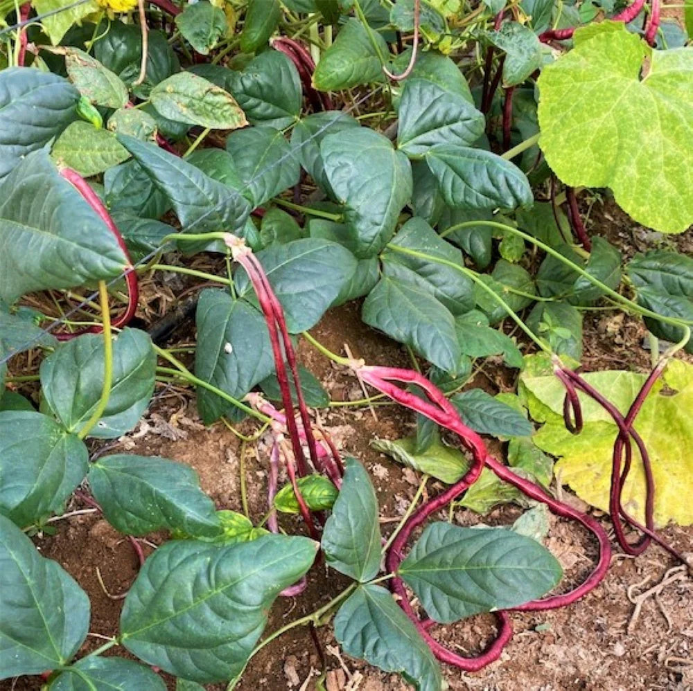 Red Noodle Yard Long Bean Seeds | Asparagus Edamame Cowpea Beans Asian Seed 2024