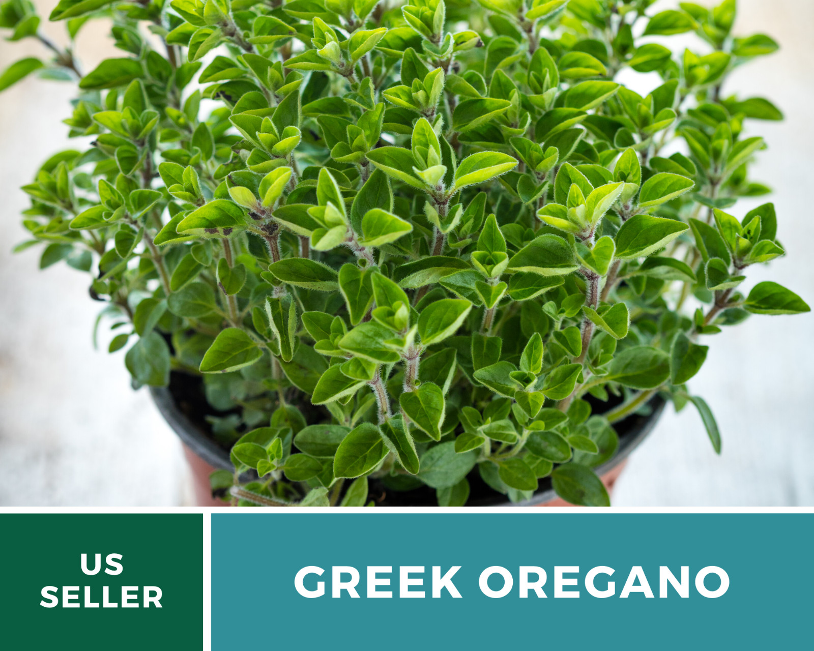 Oregano, Greek – 500 Seeds – Medicinal & Culinary Herb – Heirloom – Non GMO