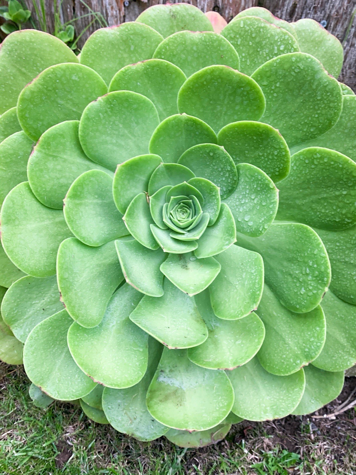 Aeonium Succulent 2 Medium Cuttings Aeonium Urbicum Mint Platter Unrooted