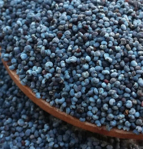 1,000 Turkish Blue Poppy Seeds P. Somniferum Large Purple To Red Blooms Few Left