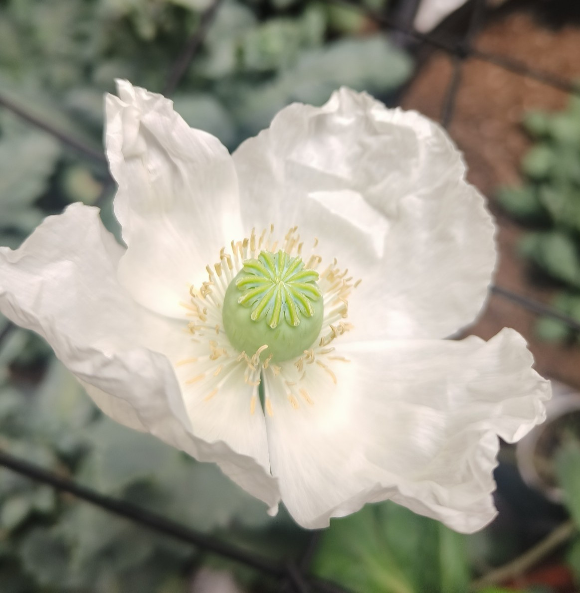 1,000 Rare Turkish White Poppy Seeds – P. Somniferum – Giant Sold White Blooms