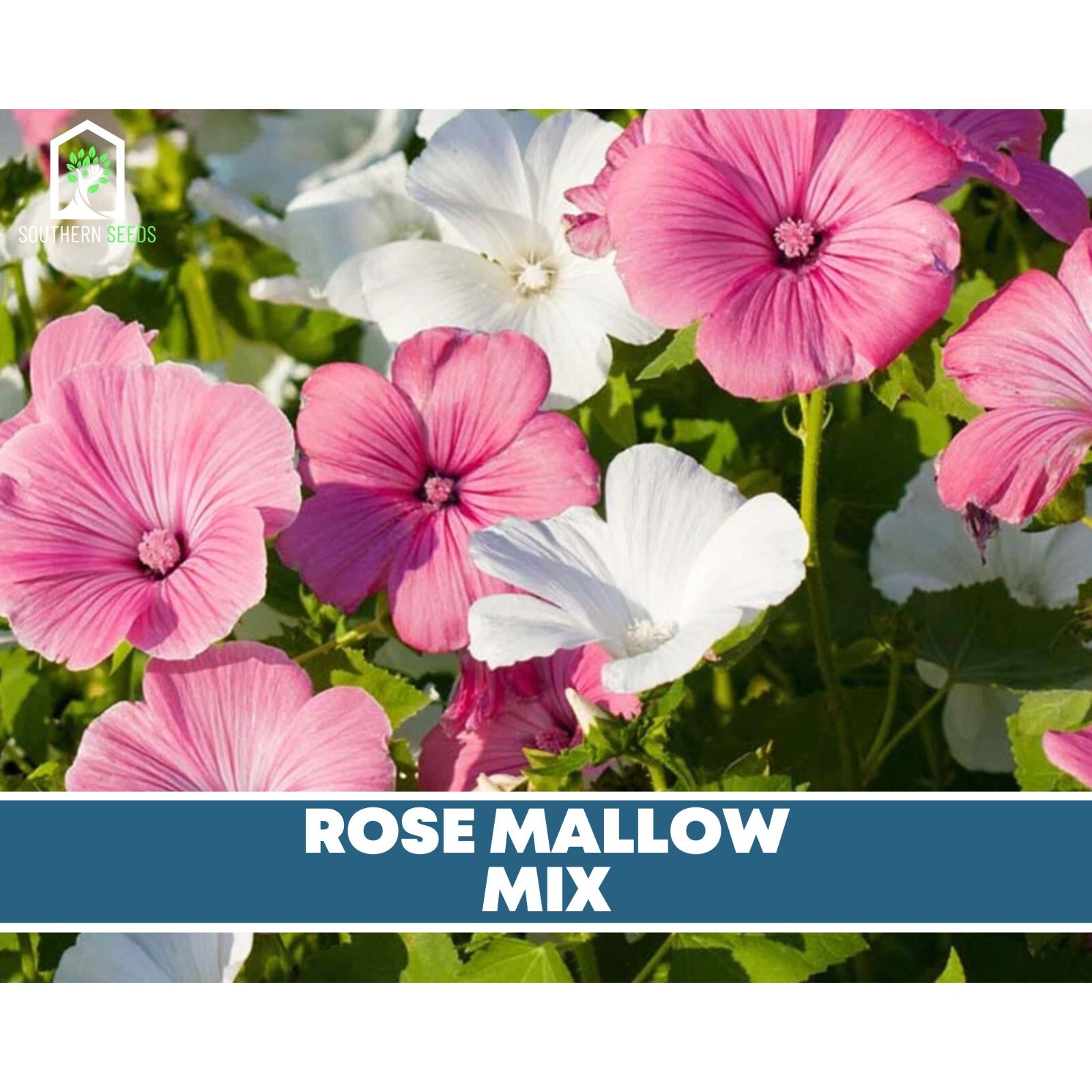 Rose Mallow, Mix – Heirloom Seeds – Easy to Grow (Lavatera trimestris)