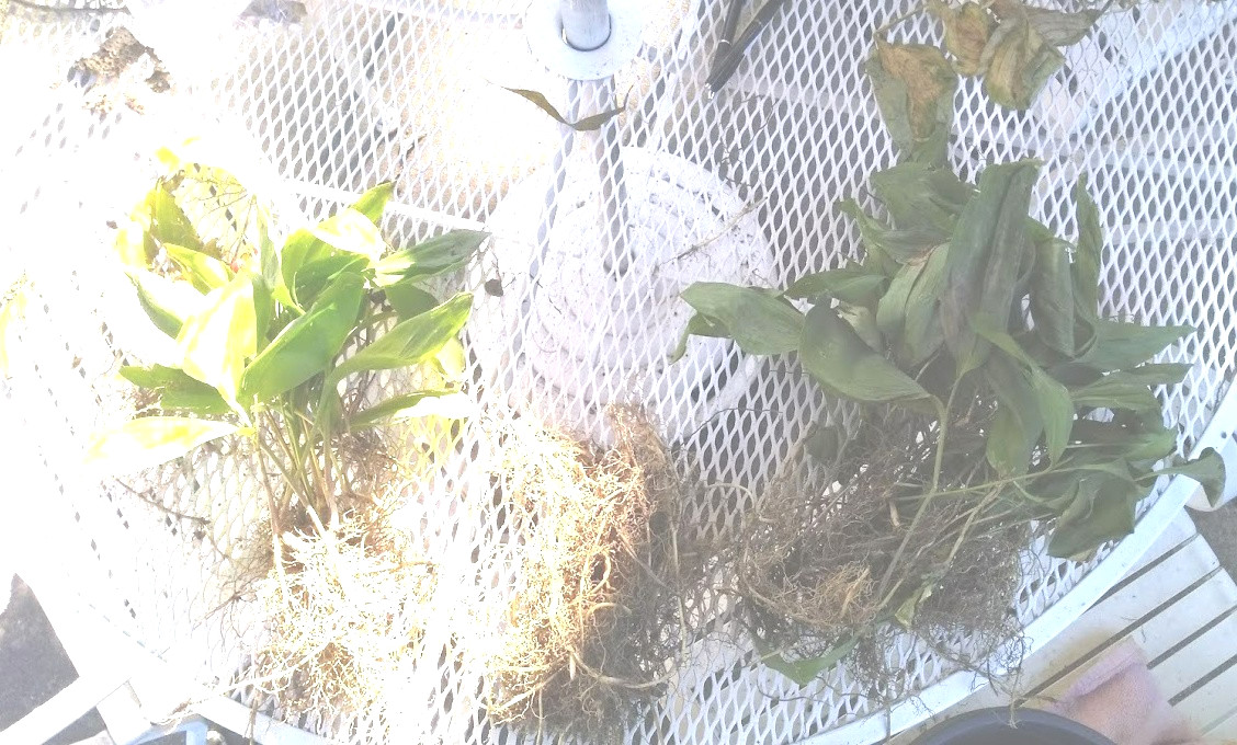 LILY of the VALLEY 30 PIPs BAREROOTS Freshly harvested Glower Bloom in Spring