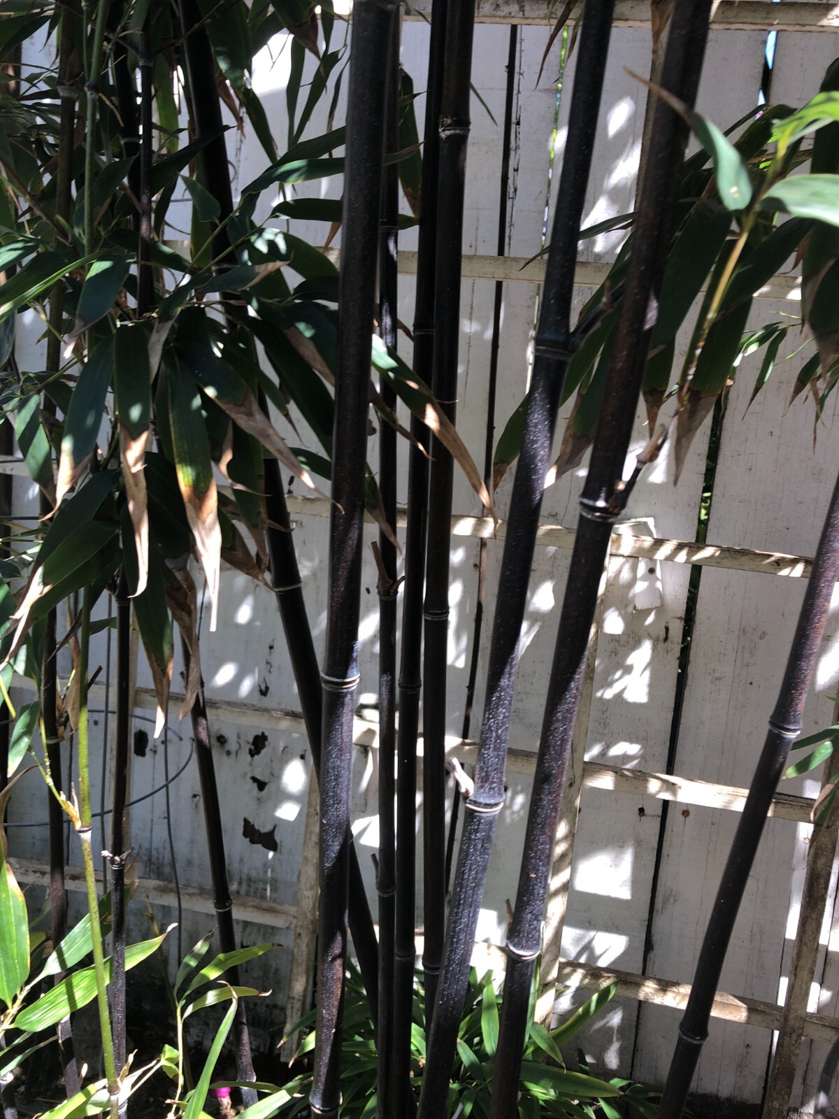 Bamboo root with leaf about 18 inches tall (root about 10 inches)