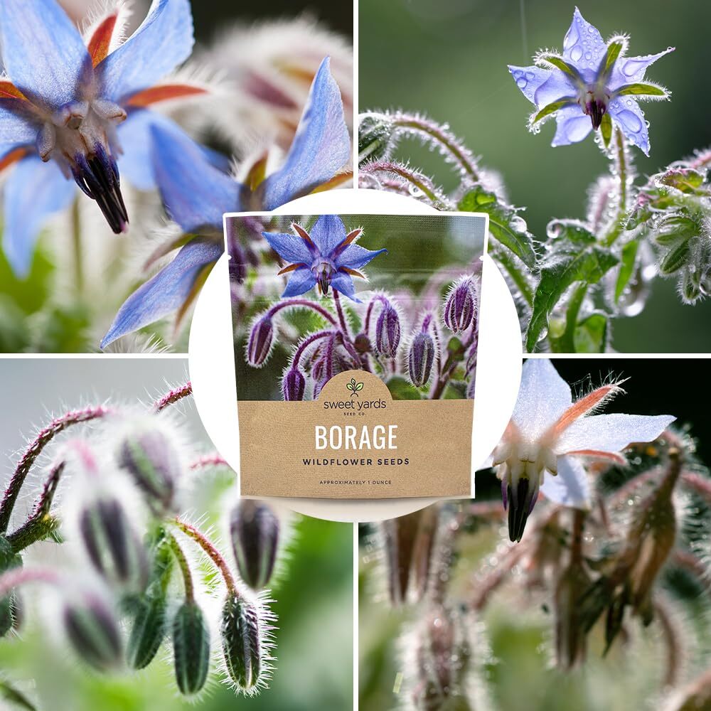 Borage Seeds – Extra Large Packet – Over 1200 Open Pollinated Non-GMO Wildflo…