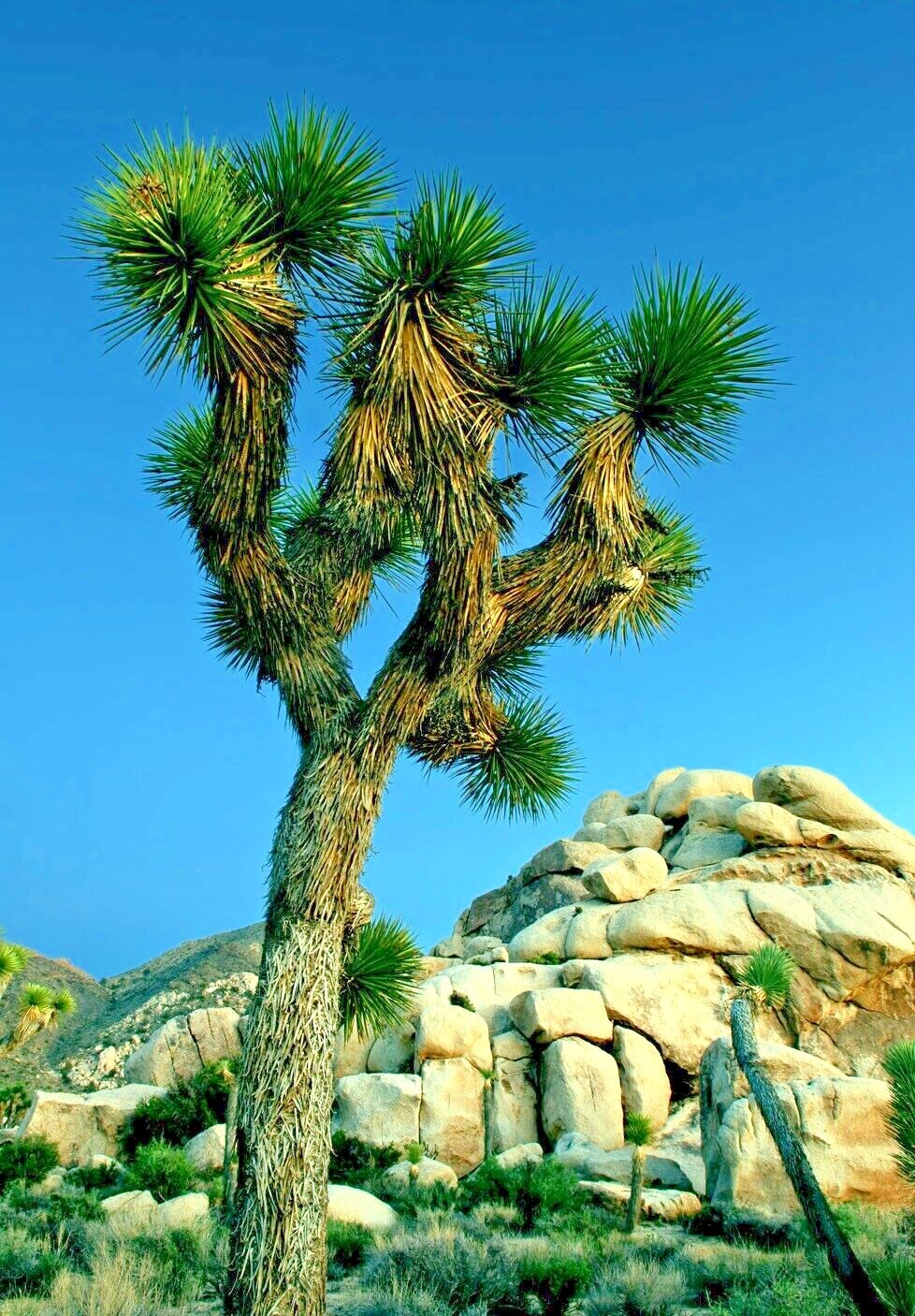 JOSHUA TREE SEEDS “Largest Yucca Plant” Cactus Cacti Succulent Palm Flower RARE!