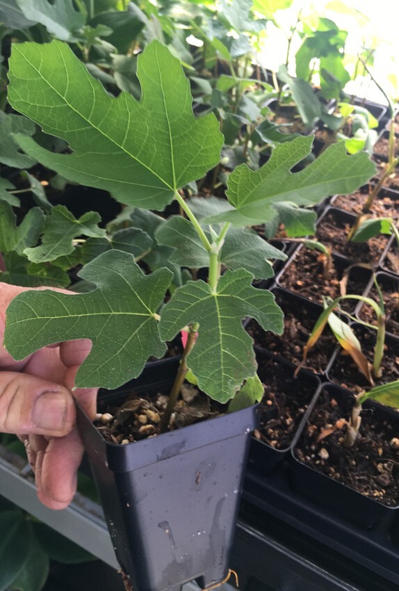 Fignomenal Dwarf Fig Tree – Dwarf Fig Plant – Self Fertile