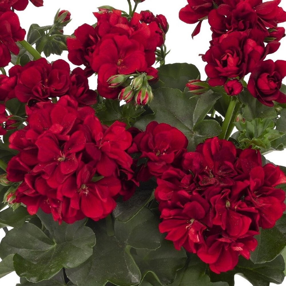 Geranium Deep Velvet Red 5 cuttings for rooting Pelargonium